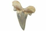 Serrated Sokolovi (Auriculatus) Shark Tooth - Dakhla, Morocco #312636-1